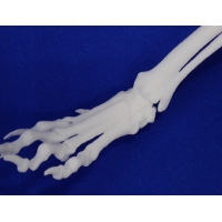 前肢（左）正常骨格・パピヨン