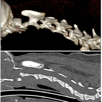 環軸椎亜脱臼01・第１頸椎～第７頸椎・トイプードル