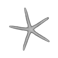 Starfish A